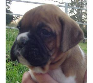 BoxerpuppiesavailableatPoddarkennel