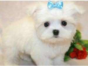 MaltesePuppiesforsale