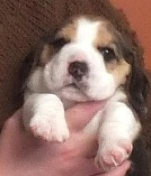 AKCBeaglePuppy