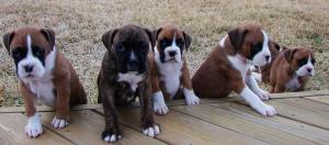 RegisteredBoxerPuppies