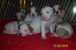 AmericanBulldogsForSale