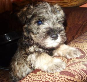 MinitureSchnauzerPuppiesweeksold