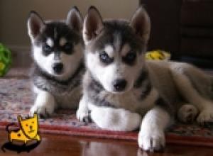 BlueEyesSiberianHuskyPuppiesavailable