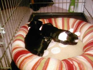 BostonTerrierPuppies