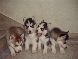 cutesiberianhuskypuppiesforsale