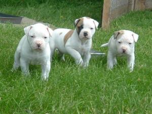 AmericanBulldog