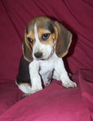 Cutebeaglepuppy