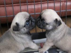 lovelypugpuppies