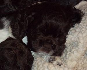 Cockerspanielpuppiesbrown