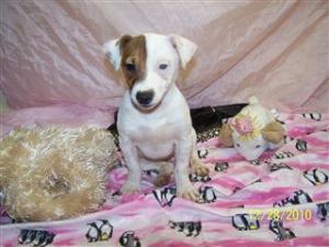 JackRussellbabiesforsale