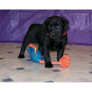 blackLabradorpuppiesforanewhomes