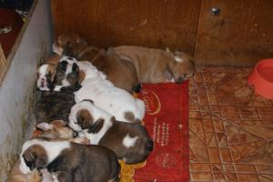 Womderfullenglishbulldogspuppiesforsale