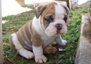 BeautifulEnglishBulldogPuppies