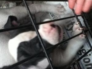 americanbulldogpuppies