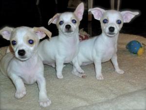 WhiteChihuahuaPups