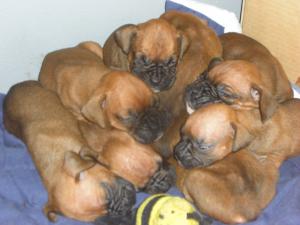 BeautifulAKCBoxerpuppies