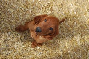 IrishSetterPuppies