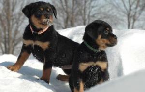 WeHaveBeautifulLitterRottweilerPuppiesRea