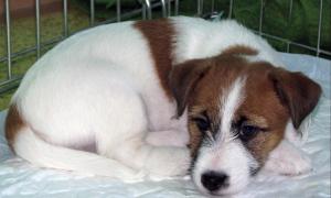 JackRussellTerrierpuppies