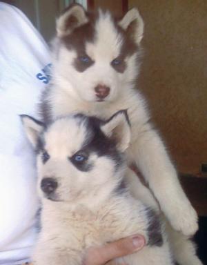 AKCSiberuanPuppiesweeks