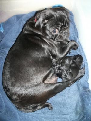 AKCChampionBloodLinePugPuppies