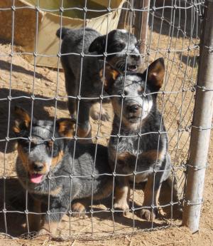 BlueHeelerPuppies