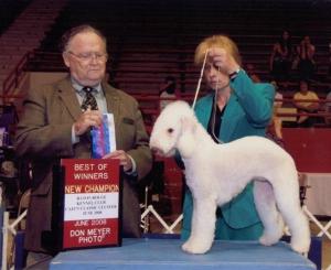 Bedlingtonterrier