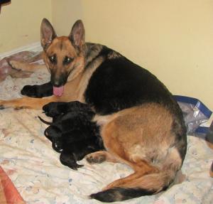 AKCGermanShepherdPuppies