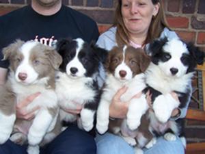 Adorablebordercolliepuppies