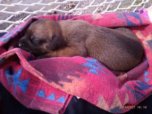 FemaleEnglishMastiff