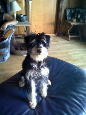 montholdadorableSchnauzerlookingforaforev