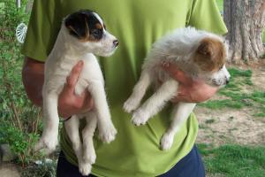 JackRussellPuppies