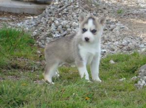 ExcellentQualitySiberianHuskyPuppies