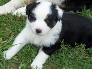 AKCASCAAustralianShepherdpuppiesChampionlin