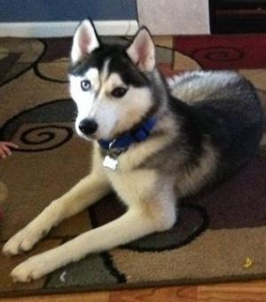 PurebredSiberianHuskyforsale