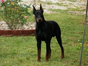 AKCEuropeanDobermanpuppies