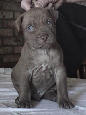 UKCChocolatePitbullPuppies