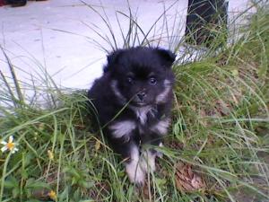 AKCBlackSilverPomeranians