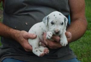 Dalmatianpuppiesforsale