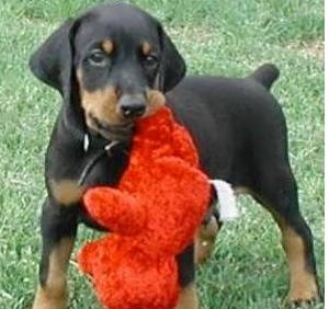 Dobermannpuppiesforsale