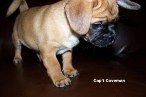 PugglePuppiesforSale