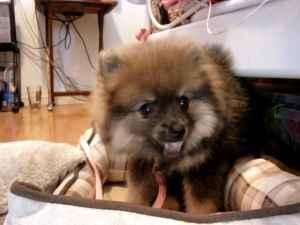 POMERANIANPUPPY