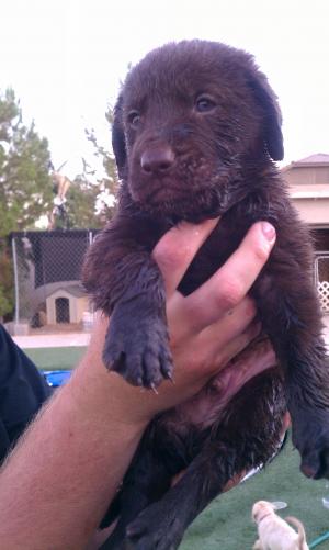 ChesapeakeBayRetrieverPuppies