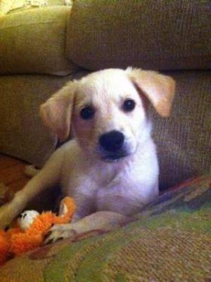 Goldenretriverpuppies