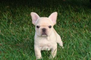 LovelyFrenchbulldogpuppies