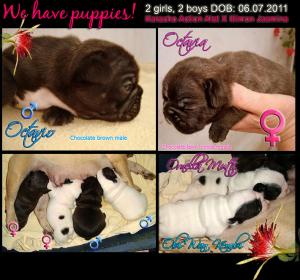 Frenchbulldogpuppies