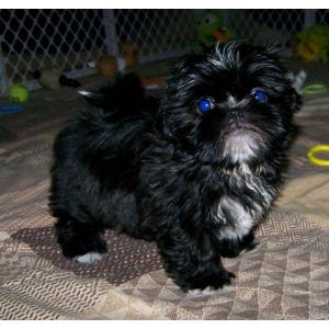 CuteAKCShihTzuPuppies-WeeksOld