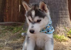 TwohealthyandGorgeousSiberianHuskyPuppy