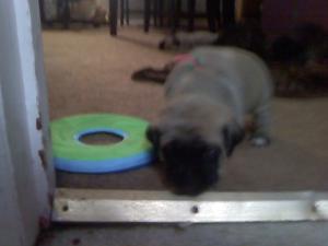 AKCENGLISHMASTIFF