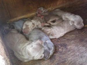 Purebredwiemaranerpuppiesforsale